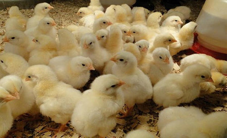 خرید مستقیم جوجه گوشتی یکروزه در استان اصفهان و فارس
